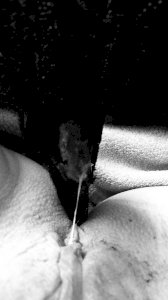 OVULATION WEEK