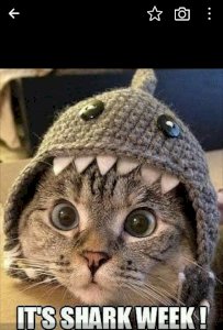 Shark Week
